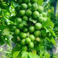 باغ-و-کارگاه-موقعیت-خوب-صالح-اباد