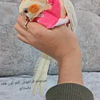 گمشده