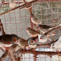 فروش و معاوضه فنچ|پرنده|سیسخت, |دیوار