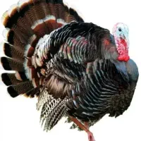 جوجه یک روزه بوقلمون