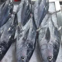 مرکز پخش ماهی به قیمت عمده ماهی هوور و شیر