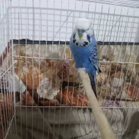 مرغ عشق انگلیسی