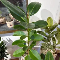 انواع فیکوس