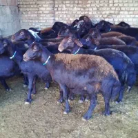 گوسفند داشتی قزل افشار و قره قزل اصل