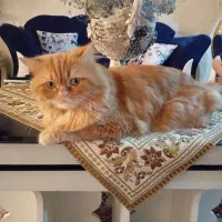 گربه پرشین