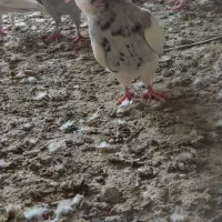 طوق الماسی نر جوان