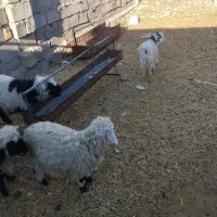 بره|حیوانات مزرعه|خوسف, |دیوار