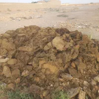 کودگوسفند کیلو ۸هزار