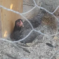 تخم لاری اصل نطفه دار|حیوانات مزرعه|دلند, |دیوار