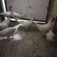 خروس محلی