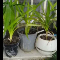 گل پاندانوس خوشگل فروشی