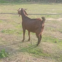 بز ابست سنگین دو سه روز وقت داره