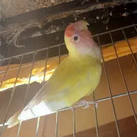 طوطی برزیلی