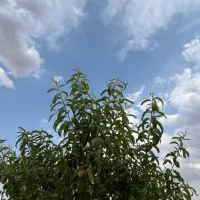 فروش-فوری-باغ