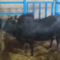 گوساله چاق سمینتال گیلک هلشتاین (سوپر من)