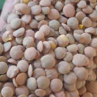 لوبیا تنظیم بازار|خوردنی و آشامیدنی|هرسین, |دیوار