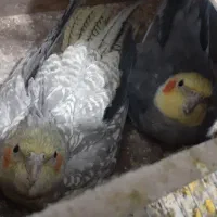 فروش عروس هلندی