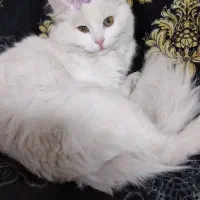 گربه پرشین ماده