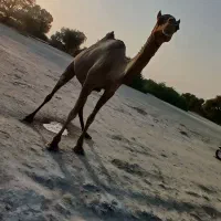 فروشی|حیوانات مزرعه|میناب, |دیوار