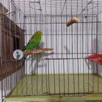 مرغ عشق نر و ماده