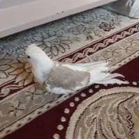 سلام  دوتا  عروس هلندی  قشنگ   به فروش میرسد