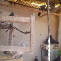 کبوتر|پرنده|شاهین‌شهر, شهرک گلدیس|دیوار