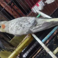 عروس هلندی|پرنده|قم, ولیعصر|دیوار