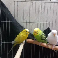 پنکه موبایلی مرغ عشق مولد و کفتر طوقی