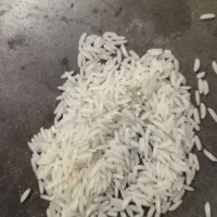 برنج طارم هاشمی محلی