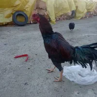 مرغ کرک با جوجه ومرغ وخروس لاری