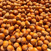 فندق|خوردنی و آشامیدنی|رودسر, |دیوار