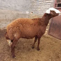 هنا.بره نر