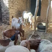 چند راس میش و گوسفند دوقلو زا