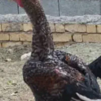 مرغ وخروس لاری اصل|حیوانات مزرعه|شیراز, جمال آباد|دیوار