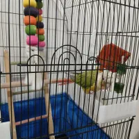 فروش طوطی|پرنده|اصفهان, کوی امیریه|دیوار