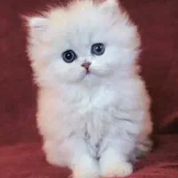 گربه عروسکی