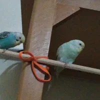 مرغ عشق|پرنده|اصفهان, سپاهان‌شهر|دیوار