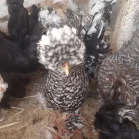 جوجه و مرغ و خروس سلطان