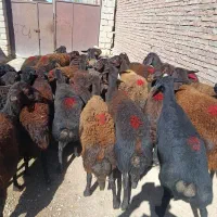 35راس گوسفند قزل افشار درجه یک همه آبستن