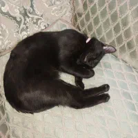 گمشده گربه dsh مشکی