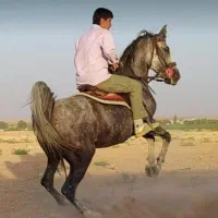 مادیان تاییدیه یک فدراسیون