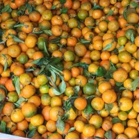 نارنج دست چین با قیچی، دارای برگ