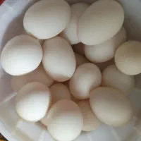 تخم اردک ارگانیک