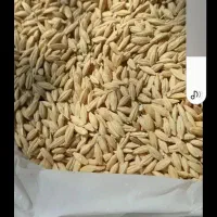 فروش جو گوسنفدی ۵۰۰کیلو