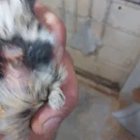 قناری ماده  آماده نگرو موزایکی|پرنده|مشهد, نیزه|دیوار