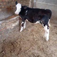 گوساله ماده هلشتاین