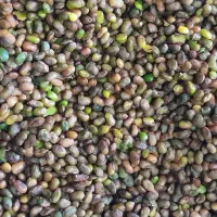 فروش مغز بنه (پسته کوهی) به صورت عمده