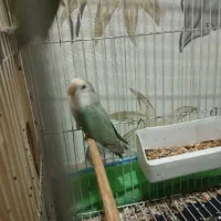 طوطی برزیلی نر