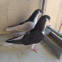 کفتر یا کبوتر چپ سیاه جفتی|پرنده|محمدیه-قزوین, |دیوار