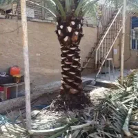 قطع نخل بریدن نخل حرس نخل تمیز کردن نخل سمپاشی